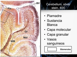 Cerebellum, silver
stain, 40X
• Piamadre
• Sustancia
Blanca
• Capa molecular
• Capa granular
• Vasos
sanguineos
Glomerulos