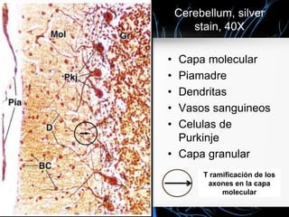 Cerebellum, silver
stain, 40X
• Capa molecular
• Piamadre
• Dendritas
• Vasos sanguineos
• Celulas de
Purkinje
• Capa granular
T ramificación de los
axones en la capa
molecular