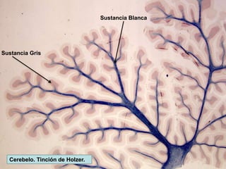 Sustancia Gris
Sustancia Blanca
Cerebelo. Tinción de Holzer.