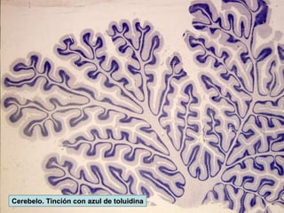 Cerebelo. Tinción con azul de toluidina