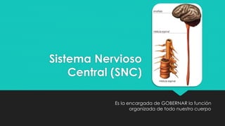 Sistema Nervioso
Central (SNC)
Es la encargada de GOBERNAR la función
organizada de todo nuestro cuerpo
 