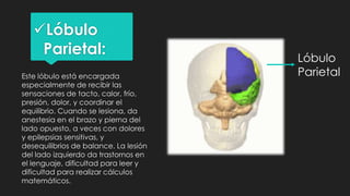 Lóbulo
Parietal:
Este lóbulo está encargada
especialmente de recibir las
sensaciones de tacto, calor, frío,
presión, dolor, y coordinar el
equilibrio. Cuando se lesiona, da
anestesia en el brazo y pierna del
lado opuesto, a veces con dolores
y epilepsias sensitivas, y
desequilibrios de balance. La lesión
del lado izquierdo da trastornos en
el lenguaje, dificultad para leer y
dificultad para realizar cálculos
matemáticos.
Lóbulo
Parietal
 