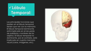 Lóbulo
Temporal:
Las principales funciones que
residen en el lóbulo temporal
tienen que ver con la memoria.
El lóbulo temporal dominante
está implicado en el recuerdo
de palabras y nombres de los
objetos. El lóbulo temporal no
dominante, por el contrario, está
implicado en nuestra memoria
visual (caras, imágenes, etc).
 