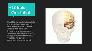 Lóbulo
Occipital:
En el lóbulo occipital reside la
corteza visual y por lo tanto
está implicado en nuestra
capacidad para ver e
interpretar lo que vemos.
También para la percepción e
interpretación de estímulos
visuales, y a su vez
reconocimiento espacial.
 