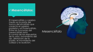 Mesencéfalos:
El mesencéfalo o cerebro
medio es la parte del
tronco del encéfalo que
conecta el cerebro
posterior y el Prosencéfalo.
Entre las funciones del
mesencéfalo esta:
El control de las respuestas
de la vista, movimiento del
ojo, dilatación de la
pupila, el movimiento del
cuerpo y la audición.
Mesencéfalo
 