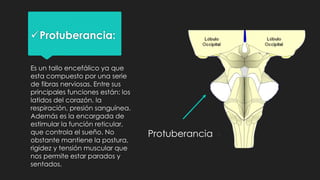 Protuberancia:
Es un tallo encefálico ya que
esta compuesto por una serie
de fibras nerviosas. Entre sus
principales funciones están: los
latidos del corazón, la
respiración, presión sanguínea.
Además es la encargada de
estimular la función reticular,
que controla el sueño. No
obstante mantiene la postura,
rigidez y tensión muscular que
nos permite estar parados y
sentados.
Protuberancia
 
