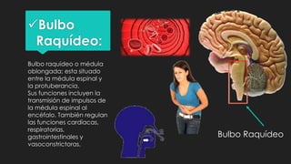 Bulbo
Raquídeo:
Bulbo raquídeo o médula
oblongada; esta situado
entre la médula espinal y
la protuberancia.
Sus funciones incluyen la
transmisión de impulsos de
la médula espinal al
encéfalo. También regulan
las funciones cardíacas,
respiratorias,
gastrointestinales y
vasoconstrictoras.
Bulbo Raquídeo
 