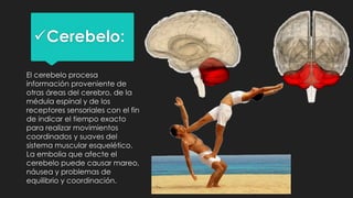 Cerebelo:
El cerebelo procesa
información proveniente de
otras áreas del cerebro, de la
médula espinal y de los
receptores sensoriales con el fin
de indicar el tiempo exacto
para realizar movimientos
coordinados y suaves del
sistema muscular esquelético.
La embolia que afecte el
cerebelo puede causar mareo,
náusea y problemas de
equilibrio y coordinación.
 
