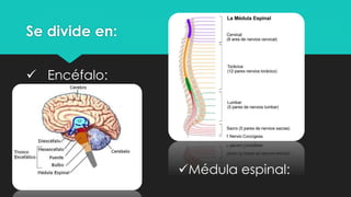 Se divide en:
 Encéfalo:
Médula espinal:
 