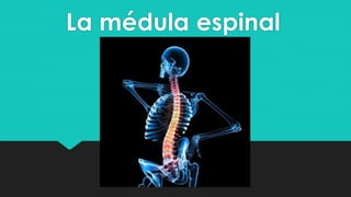 La médula espinal
 