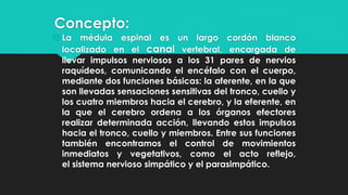 Concepto:
 La médula espinal es un largo cordón blanco
localizado en el canal vertebral, encargada de
llevar impulsos nerviosos a los 31 pares de nervios
raquídeos, comunicando el encéfalo con el cuerpo,
mediante dos funciones básicas: la aferente, en la que
son llevadas sensaciones sensitivas del tronco, cuello y
los cuatro miembros hacia el cerebro, y la eferente, en
la que el cerebro ordena a los órganos efectores
realizar determinada acción, llevando estos impulsos
hacia el tronco, cuello y miembros. Entre sus funciones
también encontramos el control de movimientos
inmediatos y vegetativos, como el acto reflejo,
el sistema nervioso simpático y el parasimpático.
 