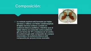 Composición:
 La médula espinal está formada por tejido
nervioso y rellena con fluido cerebroespinal.
El tejido nervioso externo consiste en
sustancia blanca periférica, mientras que el
tejido interno es conocido como sustancia
gris en forma de "H" o mariposa en el centro.
La sustancia gris está compuesta de cuerpos
neuronales y la sustancia blanca está
compuesta por proyecciones axonales.
 