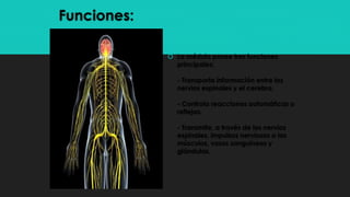 Funciones:
 La médula posee tres funciones
principales:
- Transporta información entre los
nervios espinales y el cerebro.
- Controla reacciones automáticas o
reflejas.
- Transmite, a través de los nervios
espinales, impulsos nerviosos a los
músculos, vasos sanguíneos y
glándulas.
 