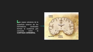 as capas celulares de la
superficie externa de los
hemisferios cerebrales
forman la sustancia gris
conocida como la
CORTEZA CEREBRAL
 