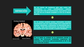 DEFINICIÓN
Es un manto de sustancia gris que cubre los
hemisferios y cuya manifestación externa
corresponde a las circunvoluciones. cuyo grosor varía
de 1,25 mm en el lóbulo occipital a 4 mm en el lóbulo
anterior.
En la corteza cerebral existen intrincados circuitos
neuronianos que son responsables de la capacidad de
analizar, interpretar, y almacenar, la información que a
ella llega. Toda esta información nos permite tener la
percepción de lo que sucede a nuestro alrededor.
Por lo tanto la corteza es la estructura donde se
realizan las funciones cerebrales superiores del
individuo y representa aproximadamente el 40 % del
peso total del cerebro.
 