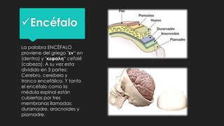 Encéfalo
La palabra ENCÉFALO
proviene del griego "εν“ en
(dentro) y "κεφαλη“ cefalé
(cabeza). A su vez esta
dividido en 3 partes:
Cerebro, cerebelo y
tronco encefálico. Y tanto
el encéfalo como la
médula espinal están
cubiertas por tres
membranas llamadas:
duramadre, aracnoides y
piamadre.
 