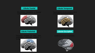 Lóbulo Occipital:
Lóbulo Frontal
Lóbulo Pariental:
Lóbulo Temporal:
Movimientos voluntarios y lenguaje
verbal y escrito
Centro auditivo de los sonidos y de la
compresión del lenguaje hablado
Recepción sensitiva de dolor, tacto,
temperatura, distancias, tamaños y
formas
Centro visual de la comprensión.
 