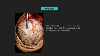 Las meninges o cubiertas del
cerebro son tres: la duramadre, la
aracnoides y la piamadre.
MENINGES
 