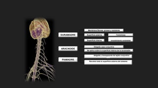 DURAMADRE
PIAMADRE
Membrana fibrosa, gruesa y resistente
Tomentosa
Lisa y cubierta por un
revestimiento endotelial
Superficie externa
Superficie interna
Delgada capa conjuntiva
Se aplica sobre la superficie interna de la duramadre
ARACNOIDE
Lamina delgada y transparente de tejido conjuntivo
laxo
Recubre toda la superficie externa del sistema
nervioso central
 
