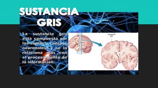 Sistema nervioso central