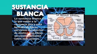Sistema nervioso central