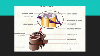Sistema nervioso central