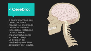 Cerebro:
El cerebro humano es el
centro del sistema
nervioso y el encargado
del funcionamiento,
supervisión y realización
de complejas e
importantes funciones
en nuestro cuerpo.
Se divide en dos
hemisferios (derecho e
izquierdo) y en 4 lóbulos.
 