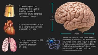 17 cm
14
cm
El cerebro pesa en
promedio de 1,200 a
1,400 gr, es decir
equivale al 2% del peso
de nuestro cuerpo.
El cerebro consume un 20%
de la sangre que bombea
el corazón en 1 día.
El cerebro consume un 25%
del oxígeno que los
pulmones procesan
en 1 día.
Se calcula que el cerebro aloja en
promedio 50 mil a 100 mil millones de
neuronas, (esto varia según la edad y
la alimentación del individuo). Estas
células transmiten las señales a través
de hasta 1000 billones (1015) de
conexiones sinápticas.
 