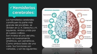 Hemisferios
cerebrales:
Los hemisferios cerebrales
constituyen la parte más
grande del encéfalo, se
dividen en 2, H. Derecho y H.
Izquierdo. Ambos unido por
el cuerpo calloso.
Son inverso el uno del otro,
pero no inversamente
simétricos, son asimétricos.
Como ambos lados de una
cara. Sus funciones son
variadas, y son las siguientes:
 
