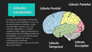  Lóbulos
cerebrales:
Lóbulo Frontal
Lóbulo Parietal
Lóbulo
Temporal
Lóbulo
Occipital
Los lóbulos cerebrales conforman
la mayor masa cerebral, y a su vez
se sub-divide en 4 partes, cada
una de ellas cuenta con una
función especifica y vital en
nuestras vidas, algunas lesiones en
esta partes del encéfalo puede ser
irreversible y a su vez críticas para
nuestra calidad de vida, a
continuación veremos
específicamente cual es la función
de cada lóbulo.
 