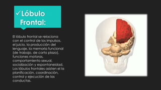 Lóbulo
Frontal:
El lóbulo frontal se relaciona
con el control de los impulsos,
el juicio, la producción del
lenguaje, la memoria funcional
(de trabajo, de corto plazo),
funciones motoras,
comportamiento sexual,
socialización y espontaneidad.
Los lóbulos frontales asisten el la
planificación, coordinación,
control y ejecución de las
conductas.
 