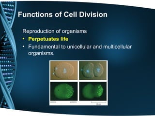 Synchronous Cell Divisions Comprehensive Overview of the Cell Cycle and Mitosis Processes | PPT