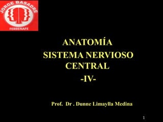 ANATOMÍA
SISTEMA NERVIOSO
    CENTRAL
       -IV-

 Prof. Dr . Dunne Limaylla Medina

                                    1
 