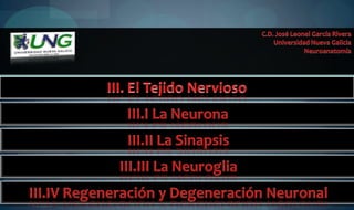 C.D. José Leonel García Rivera Universidad Nueva Galicia Neuroanatomía III. El Tejido Nervioso III.I La Neurona III.II La Sinapsis III.III La Neuroglia III.IV Regeneración y Degeneración Neuronal 