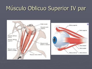 Músculo Oblicuo Superior IV par 