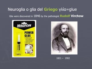 Neuroglia o glia del  Griego  γλία=glue Glia were discovered in  1846  by the pathologist  Rudolf  Virchow   1821 –  1902  