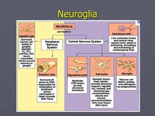 Neuroglia 