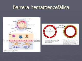 Barrera hematoencefálica 