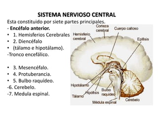 SISTEMA NERVIOSO CENTRAL  Esta constituido por siete partes principales.  - Encéfalo anterior.  1. Hemisferios Cerebrales.  2. Diencéfalo  (tálamo e hipotálamo).  -Tronco encefálico.  3. Mesencéfalo.  4. Protuberancia.  5. Bulbo raquídeo.  -6. Cerebelo.  -7. Medula espinal.  