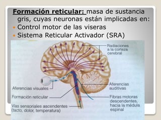 Sistema Nervioso Central | PPTX