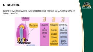 Neuroectodermo GENERALIDADES DE SISTEMA NERVIOSO | PDF