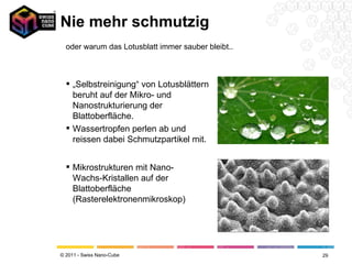 Nie mehr schmutzig oder warum das Lotusblatt immer sauber bleibt.. „ Selbstreinigung“ von Lotusblättern beruht auf der Mikro- und Nanostrukturierung der Blattoberfläche. Wassertropfen perlen ab und reissen dabei Schmutzpartikel mit. Mikrostrukturen mit Nano-Wachs-Kristallen auf der Blattoberfläche (Rasterelektronenmikroskop) 