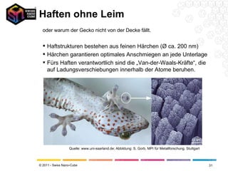Haften ohne Leim oder warum der Gecko nicht von der Decke fällt. Haftstrukturen bestehen aus feinen Härchen (Ø ca. 200 nm) Härchen garantieren optimales Anschmiegen an jede Unterlage Fürs Haften verantwortlich sind die „Van-der-Waals-Kräfte“, die auf Ladungsverschiebungen innerhalb der Atome beruhen. Quelle: www.uni-saarland.de; Abbildung: S. Gorb, MPI für Metallforschung, Stuttgart 