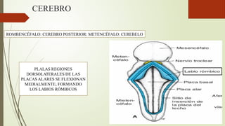 Labios Rombicos SISTEMA NERVIOSO CENTRAL I Y II EMBRIOLOGIA DRA CASTRO.pptx