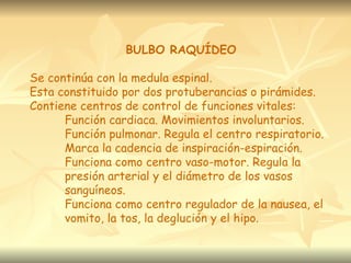 BULBO RAQUÍDEO

Se continúa con la medula espinal.
Esta constituido por dos protuberancias o pirámides.
Contiene centros de control de funciones vitales:
      Función cardiaca. Movimientos involuntarios.
      Función pulmonar. Regula el centro respiratorio.
      Marca la cadencia de inspiración-espiración.
      Funciona como centro vaso-motor. Regula la
      presión arterial y el diámetro de los vasos
      sanguíneos.
      Funciona como centro regulador de la nausea, el
      vomito, la tos, la deglución y el hipo.
 