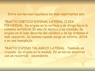 Entre los nervios raquídeos los más importantes son:

TRACTO CORTICO ESPINAL LATERAL O VIA
PIRAMIDAL. Se origina en la corteza y se dirige hacia la
columna vertebral. Es una vía motora y es cruzada. Se
origina en el lado derecho del cerebro y da las órdenes al
lado izquierdo. Se lesiona cuando surge un infarto, ACVA
o en una hemiplejía.

TRACTO ESPINO TALAMICO LATERAL. También es
cruzado. Se origina en la medula. Es un nervio sensitivo
con un recorrido ascendente.
 