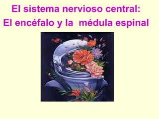 El sistema nervioso central:
El encéfalo y la médula espinal
 