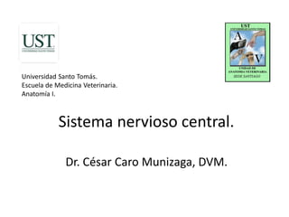 Sistema nervioso central.
Dr. César Caro Munizaga, DVM.
Universidad Santo Tomás.
Escuela de Medicina Veterinaria.
Anatomía I.
 