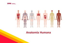 Anatomía Humana
 