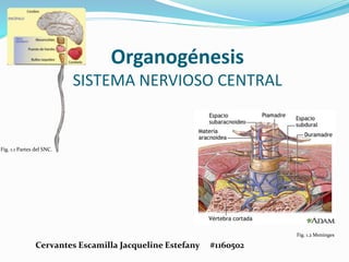 Organogénesis
SISTEMA NERVIOSO CENTRAL
Cervantes Escamilla Jacqueline Estefany #1160502
Fig. 1.1 Partes del SNC.
Fig. 1.2 Meninges
 